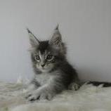 Mačiatka maine coon, vrh