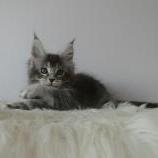 Mačiatka maine coon, vrh
