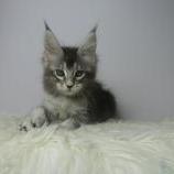 Mačiatka maine coon, vrh