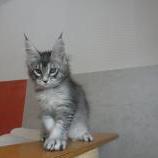 Mačiatka maine coon, vrh
