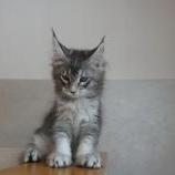 Mačiatka maine coon, vrh