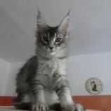 Mačiatka maine coon, vrh