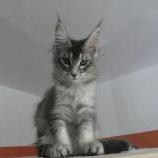 Mačiatka maine coon, vrh