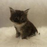 Mačiatka maine coon, vrh