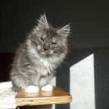 Mačiatka maine coon, vrh