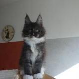 Mačiatka maine coon, vrh