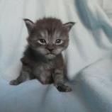 Maine coon kittens