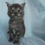 Maine coon kittens