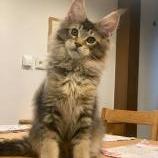 Maine Coon male