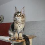 Maine Coon male