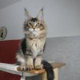 Maine Coon male