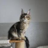 Maine Coon male