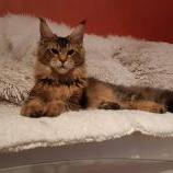 Maine Coon male