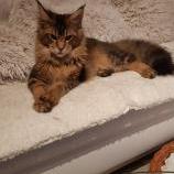 Maine Coon male