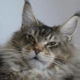 Maine Coon male