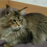 Maine Coon male