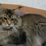 Maine Coon male