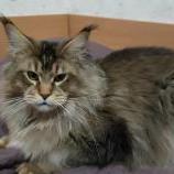 Maine Coon male