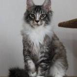 Maine Coon male