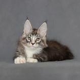 Maine Coon male