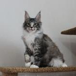 Maine Coon male