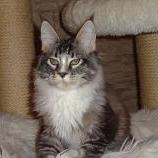 Maine Coon male