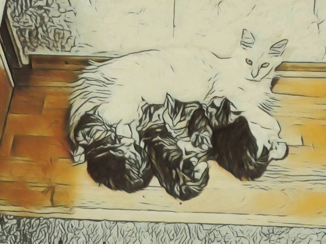 Maine Coon - mainská mývalia mačka - www.maine-coons.sk