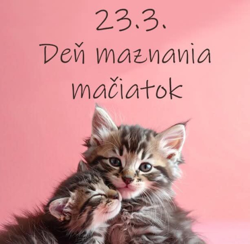 Maine Coon - mainská mývalia mačka - www.maine-coons.sk