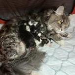 Mačiatka maine coon, vrh