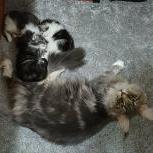 Mačiatka maine coon, vrh