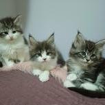 Mačiatka maine coon, vrh