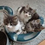 Mačiatka maine coon, vrh