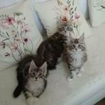 Mačiatka maine coon, vrh
