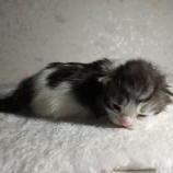 Mačiatka maine coon, vrh