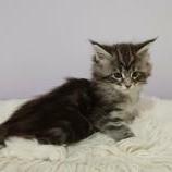 Mačiatka maine coon, vrh