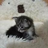 Mačiatka maine coon, vrh