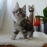 Mačiatka maine coon, vrh