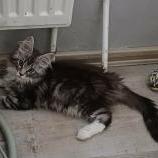 Mačiatka maine coon, vrh