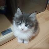 Mačiatka maine coon, vrh