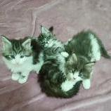 Mačiatka maine coon, vrh
