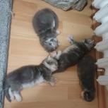 Mačiatka maine coon, vrh