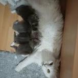 Mačiatka maine coon, vrh