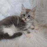 Mačiatka maine coon, vrh