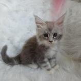Mačiatka maine coon, vrh