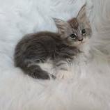 Mačiatka maine coon, vrh