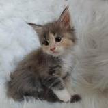 Mačiatka maine coon, vrh