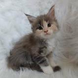 Mačiatka maine coon, vrh