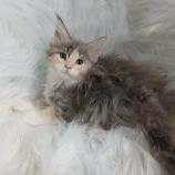 Mačiatka maine coon, vrh